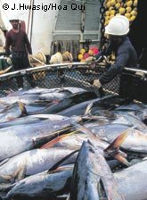 La pêche au thon